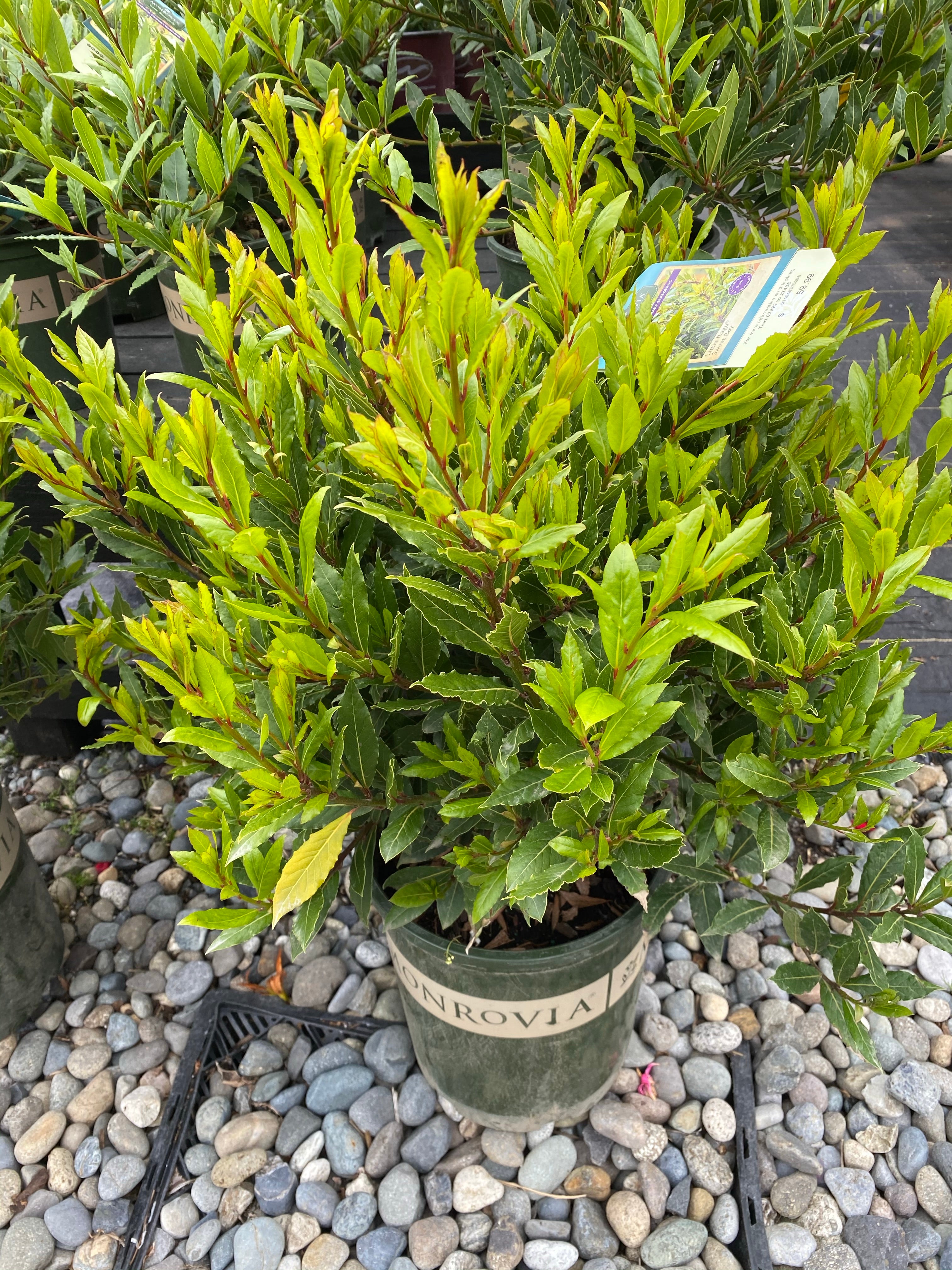 Bay Leaf Sweet Little Ragu